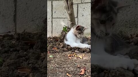 Celo Pets Animais Engraçados Funny Animals Channel #cat #dog #funny #engraçado #viral #shorts6