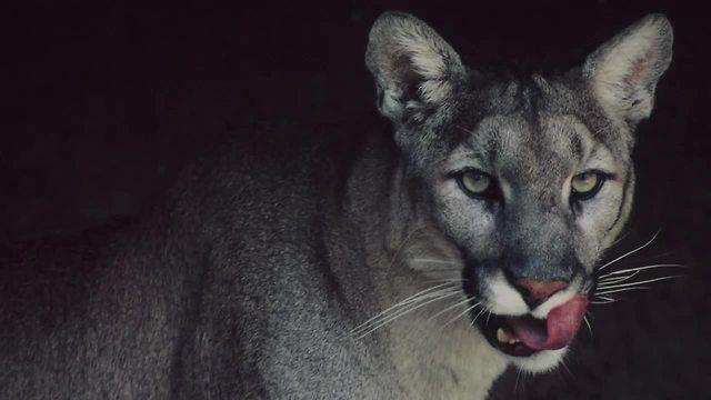 Mountain lion safety tips: If you see one, what should you do?