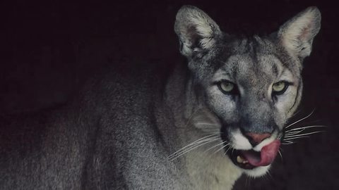 Mountain lion safety tips: If you see one, what should you do?