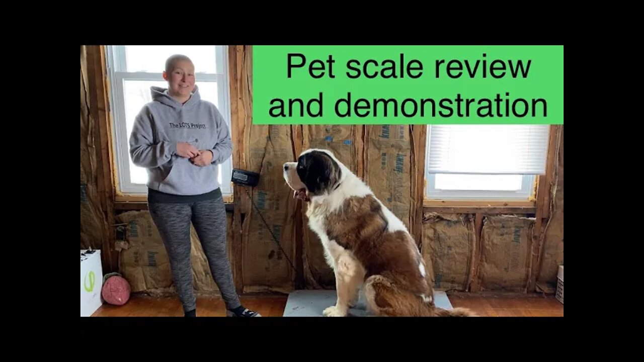 Pet / livestock / platform scale review and demonstration- St. Bernard