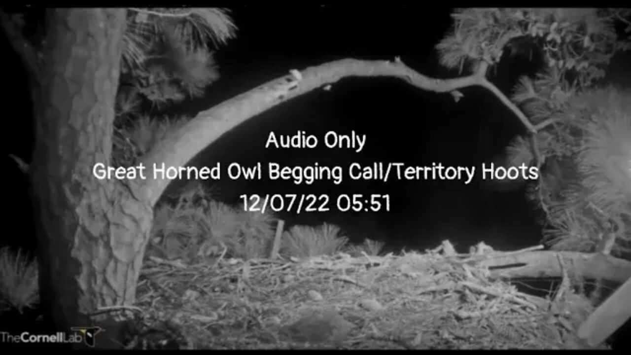 Audio Only-Great Horned Owl Begging Call/Territory Hoots 🦉 12/07/22 05:51