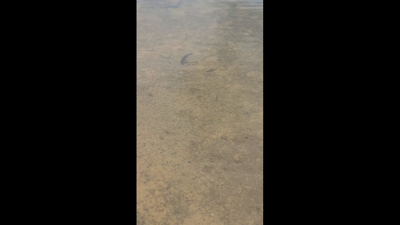 Bass In The Water