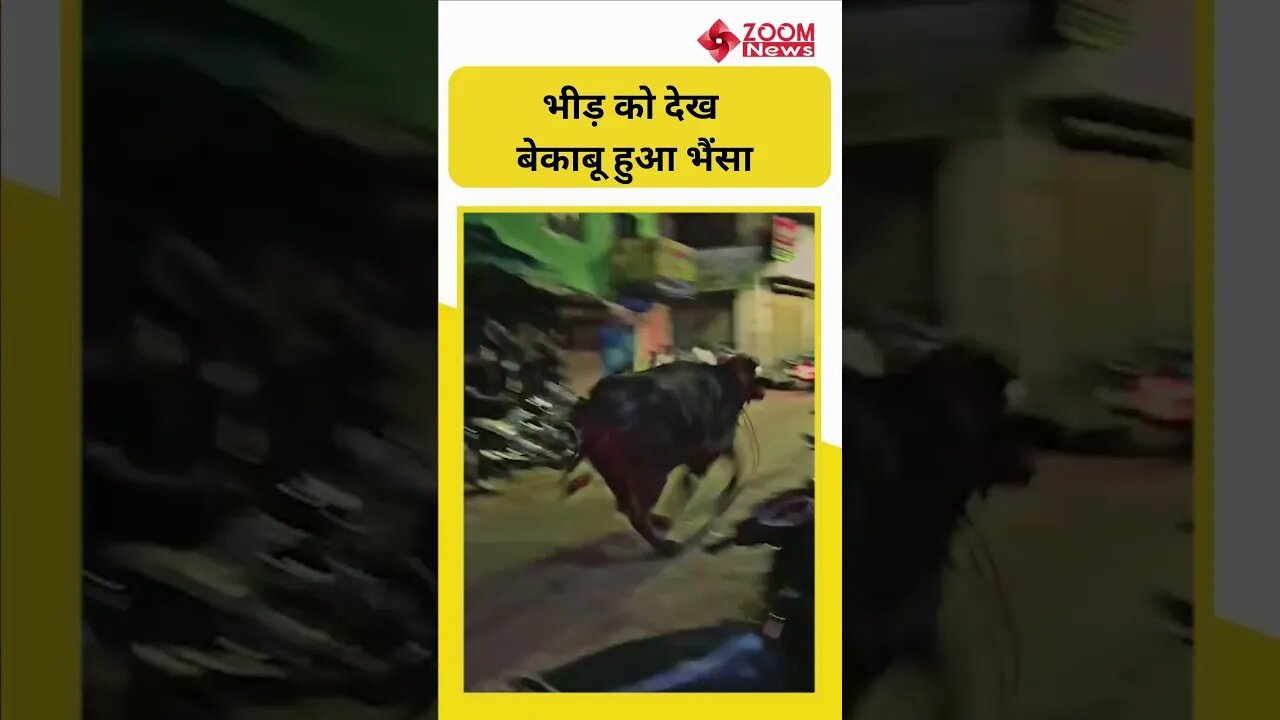 यूपी के मुरादाबाद में कुर्बानी के लिए लाया गया भैंसा ट्रक से उतरते ही हुआ बेकाबू ..देखिए ये वीडियो