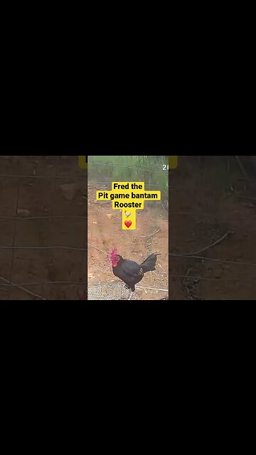 Farm cameras monitoring farm birds