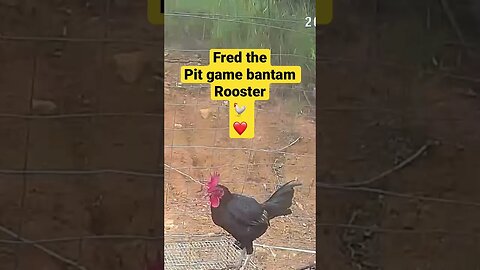 Farm cameras monitoring farm birds