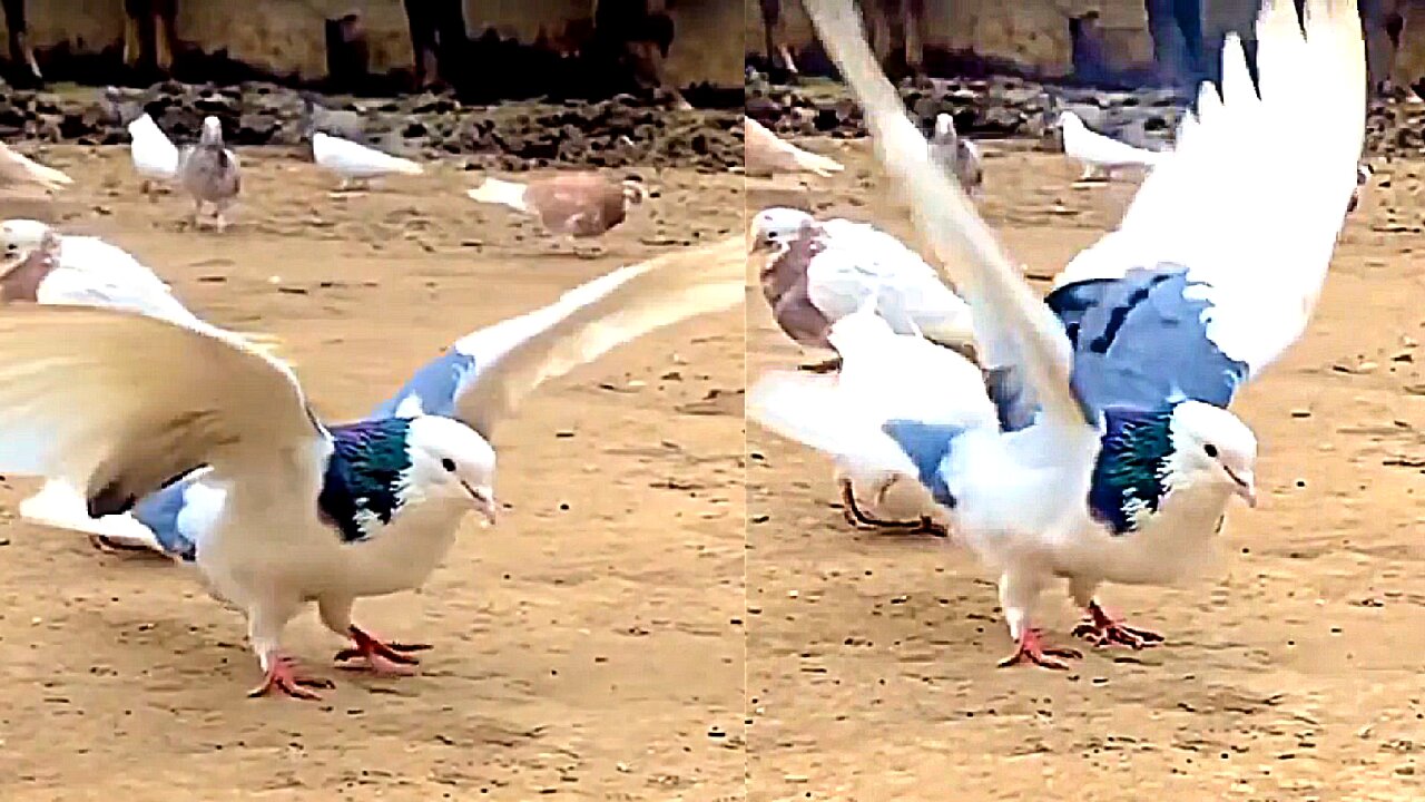 Birds Vaulting like a Pro 😎😍 | Beautiful Nature