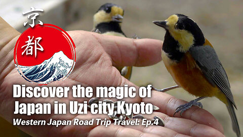 Western Japan Road Trip Travel: Ep.4 | Explore the beauty of Kyoto travel vlog.