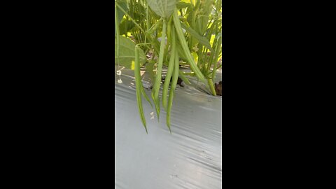 Chemical spray in beans