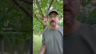 Quick survival squirrel trap