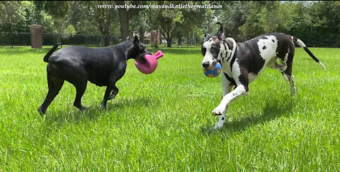 Funny Great Danes Love to Run Zoomies With Their Balls