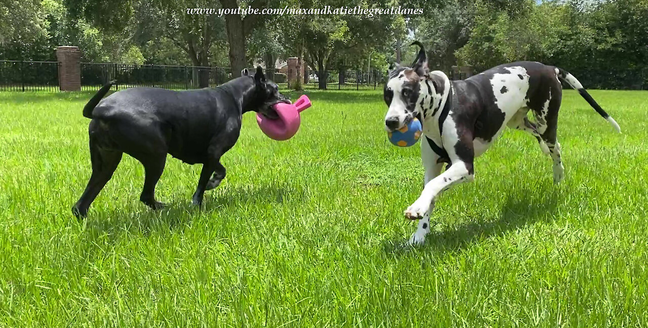 Funny Great Danes Love to Run Zoomies With Their Balls