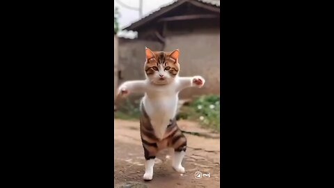 cat dance