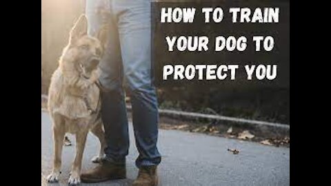 How To Teach Your Dog to Protect you In Public