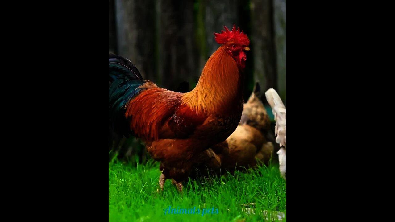 nature chicken 🐔🥰#shorts #nature #beautiful