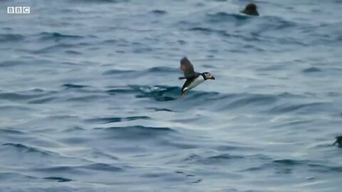 Puffin Hunts Fish To Feed Puffling