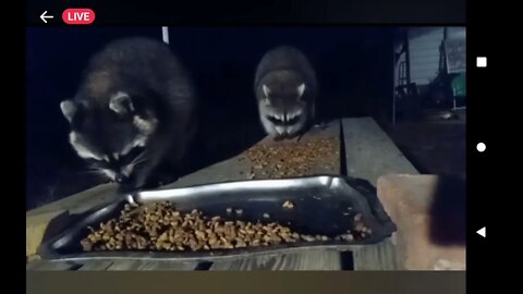 Our outside Kitty Cats. They bite when u try to pick them up and won't come in the house at night.