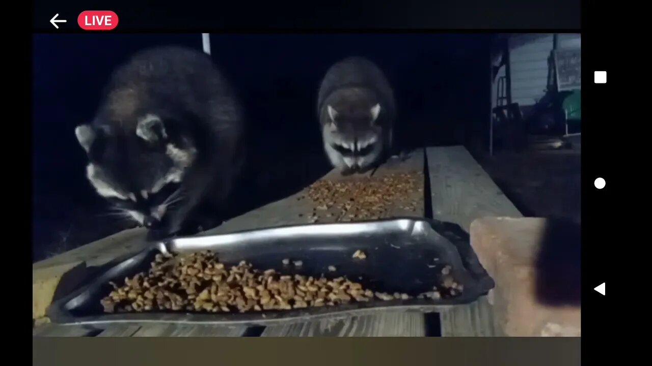 Our outside Kitty Cats. They bite when u try to pick them up and won't come in the house at night.