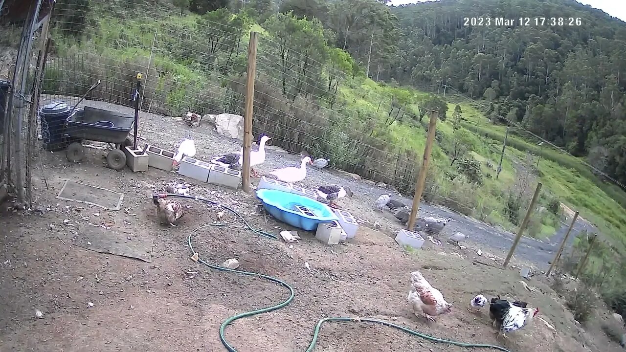 Farm cam. Birds in late afternoon