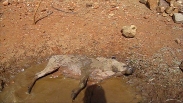 Young rescued warthog enjoys a mudbath