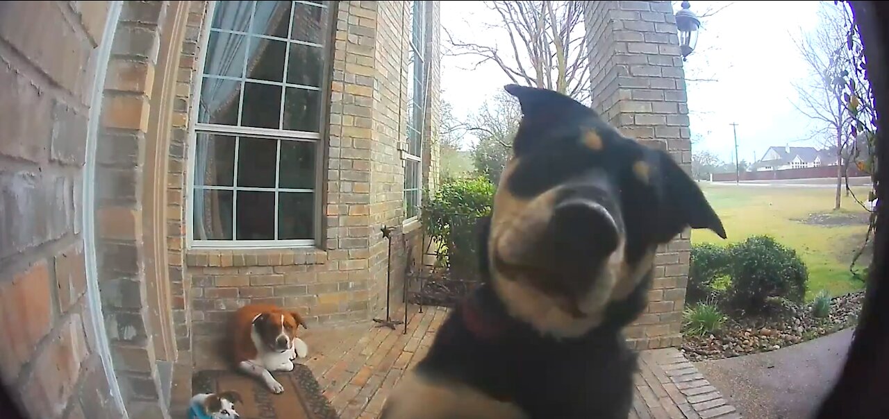 Family Dogs Learn to Use Ring Video Doorbell to Get Owner’s Attention