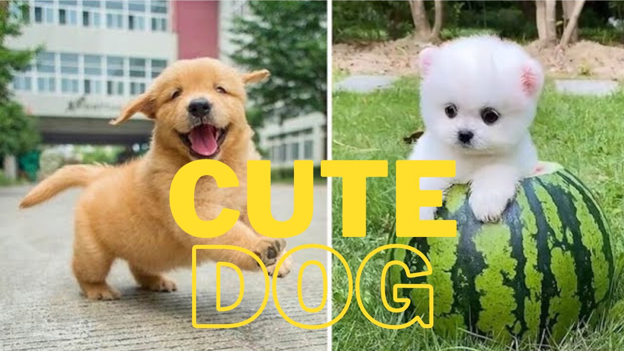 Best Cute Dog Video