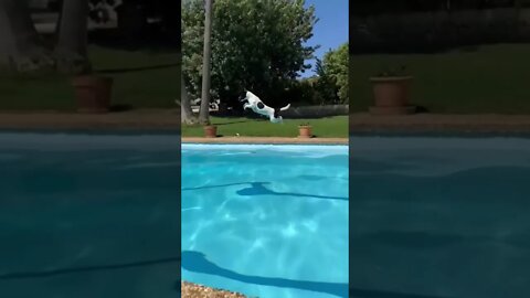 Is that a jump, DiVe or Flying? 🐕 🤔 #reels #subscribe #shorts #foryou #dog #CKI