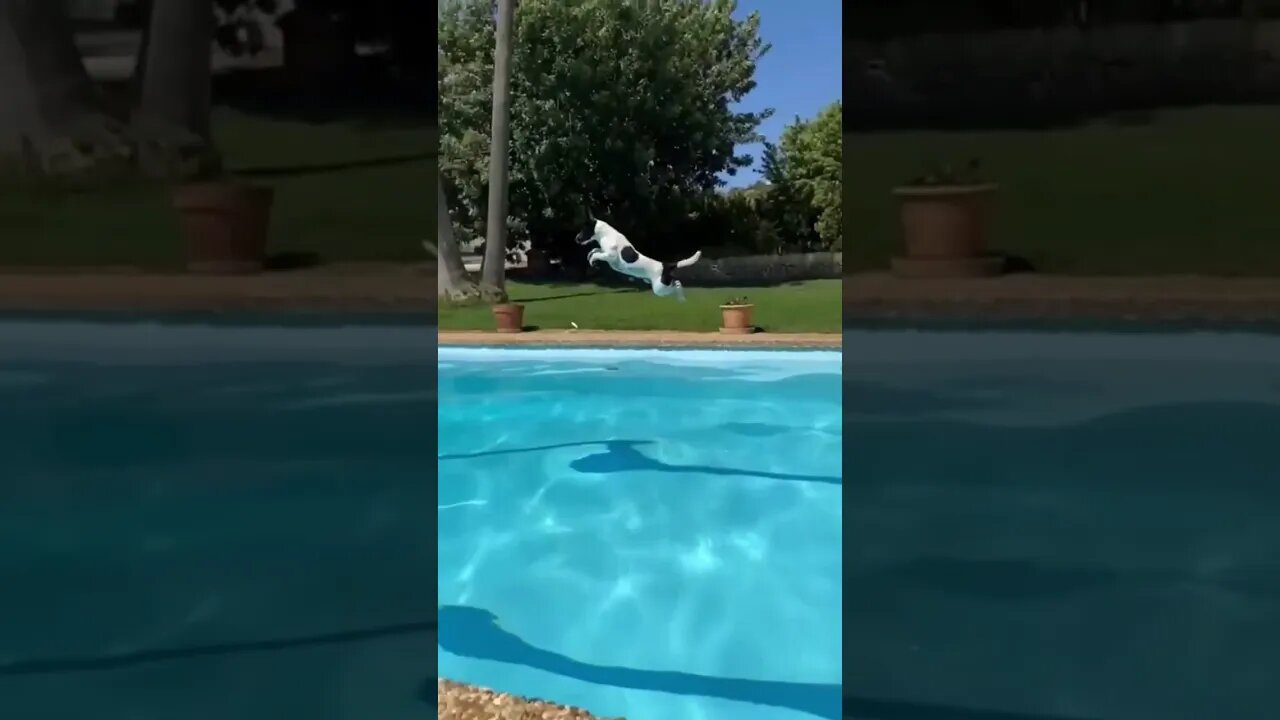 Is that a jump, DiVe or Flying? 🐕 🤔 #reels #subscribe #shorts #foryou #dog #CKI