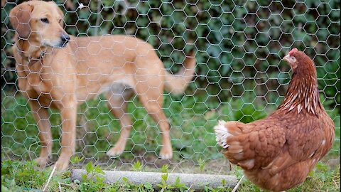 When a chicken becomes friends with a dog