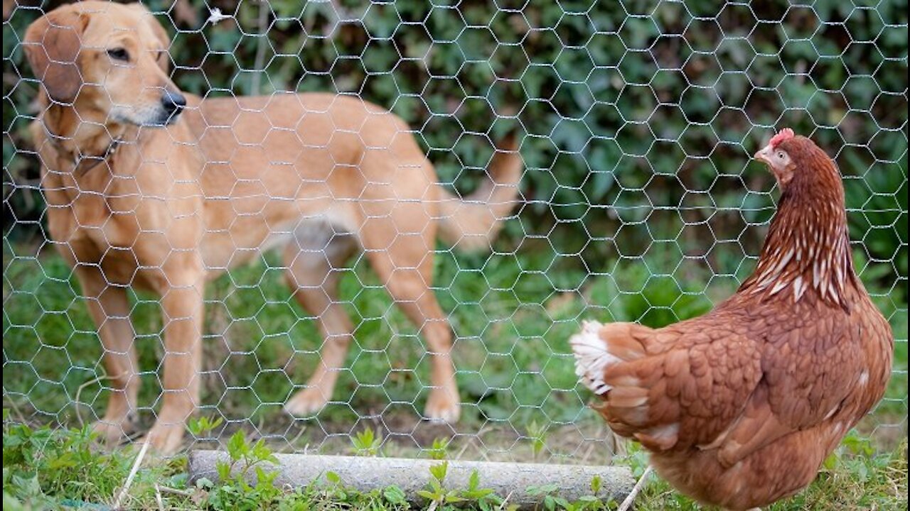 When a chicken becomes friends with a dog