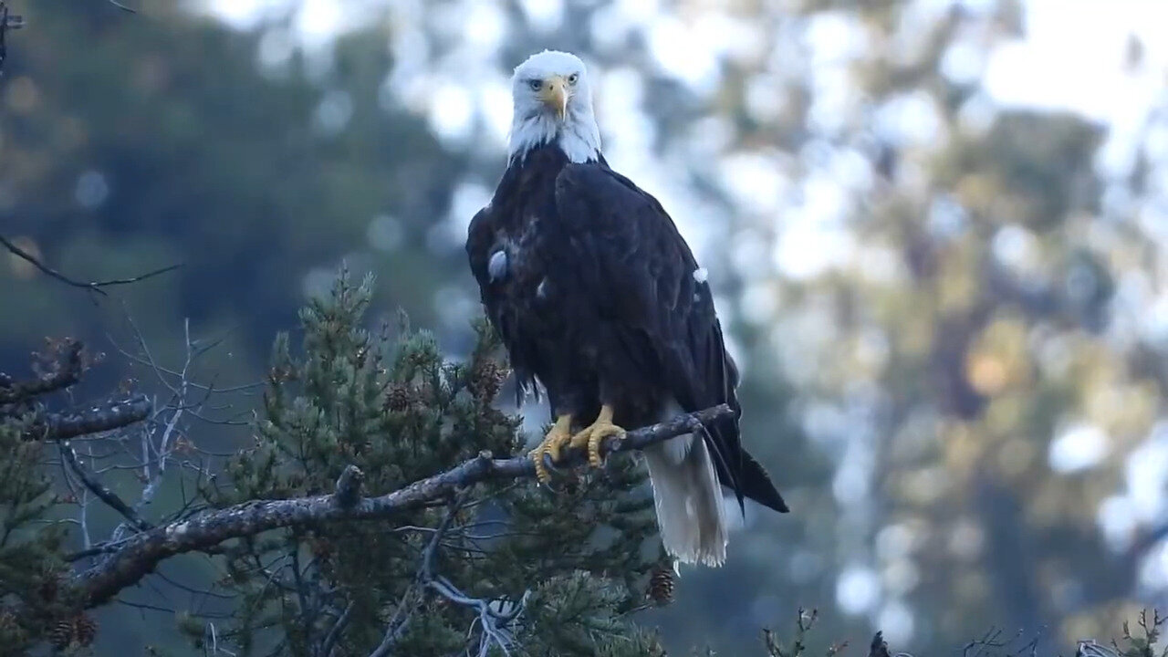 Bald Eagle In The Northern Cascades At Otter Lake, Canada