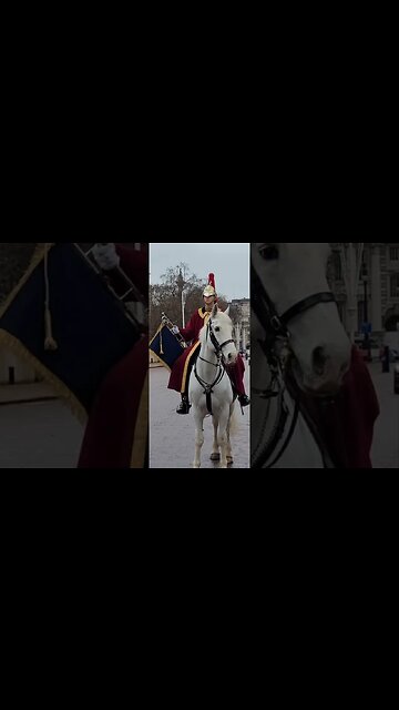 Household cavalry trumpet player on a white horse #buckinghampalace