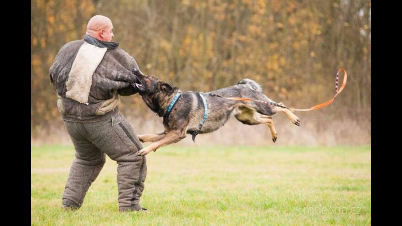 The only way to stop dogs 🐕 attack!