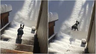 Un bel tuffo nella neve per il cagnolino