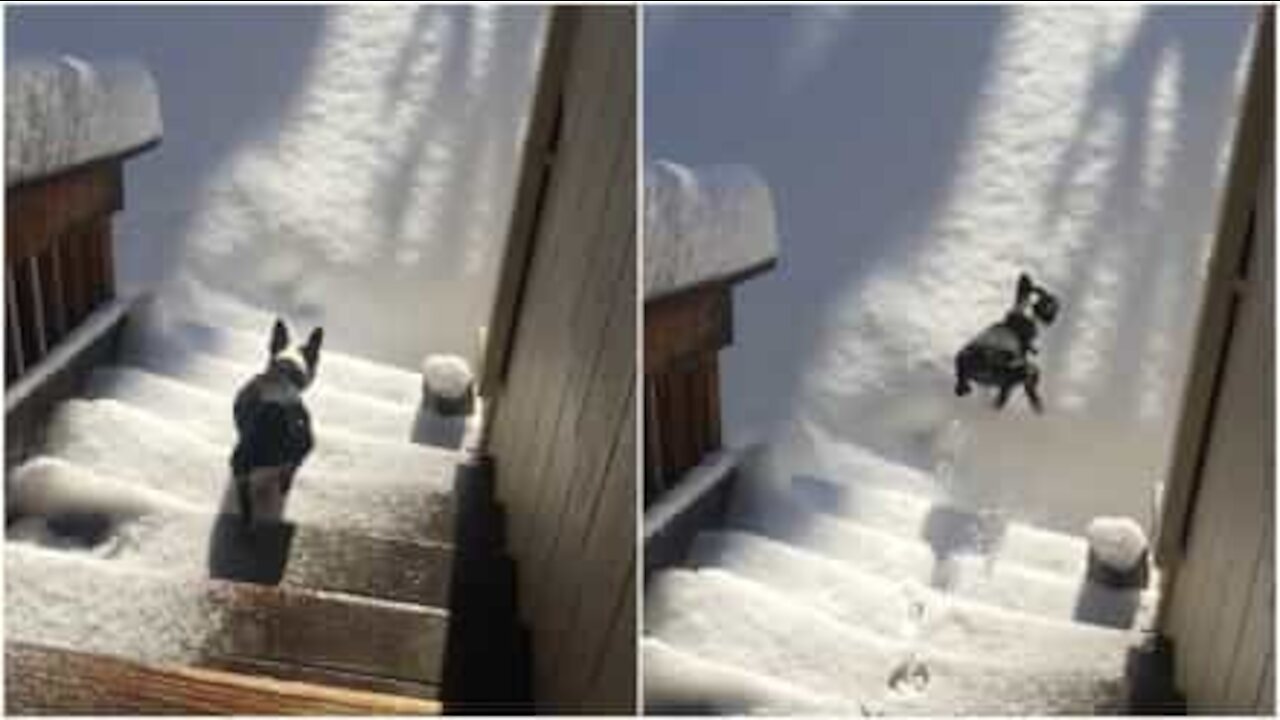 Un bel tuffo nella neve per il cagnolino