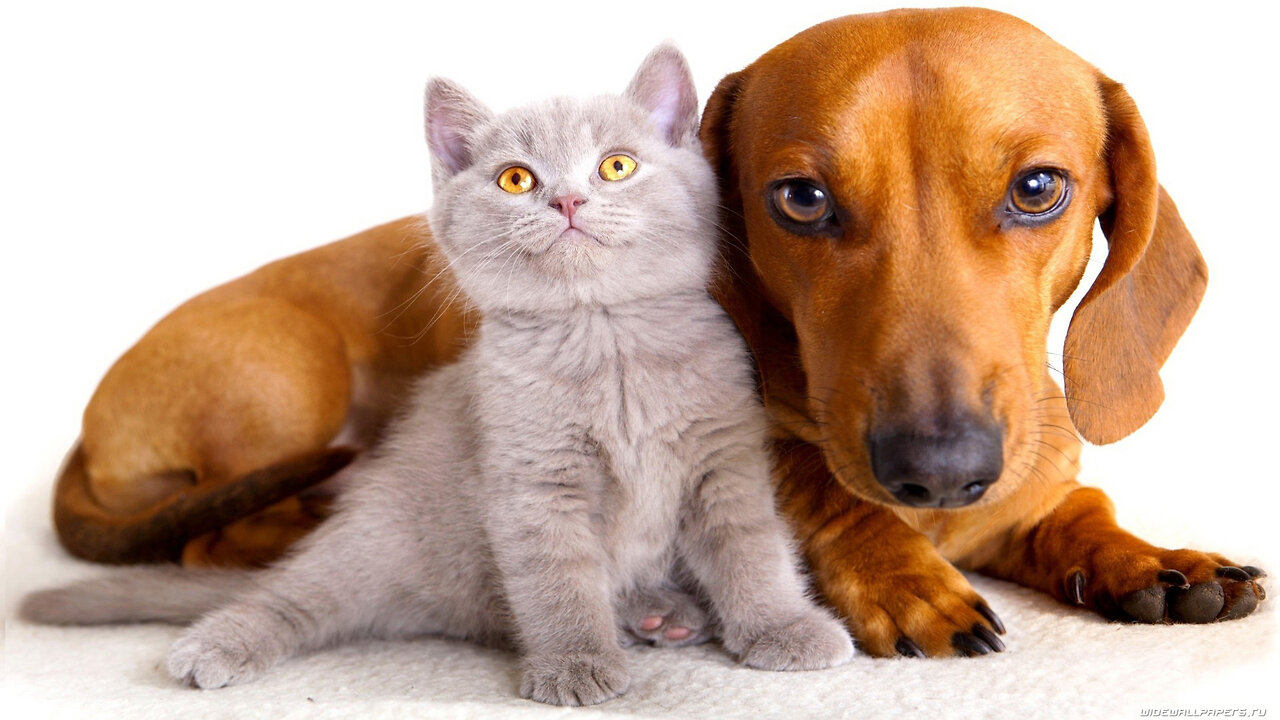 Rex the dog chews the couch while Whiskers the cat attacks curtains