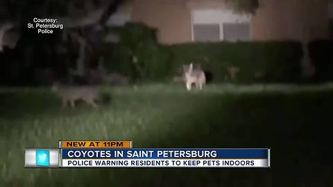 Coyotes spotted in St. Pete, police urge residents to keep pets indoors