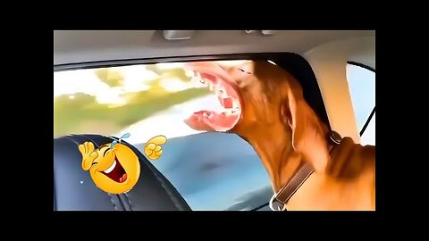 Funny Animal Videos 2023 😇 - Funniest Dogs and Cats Videos