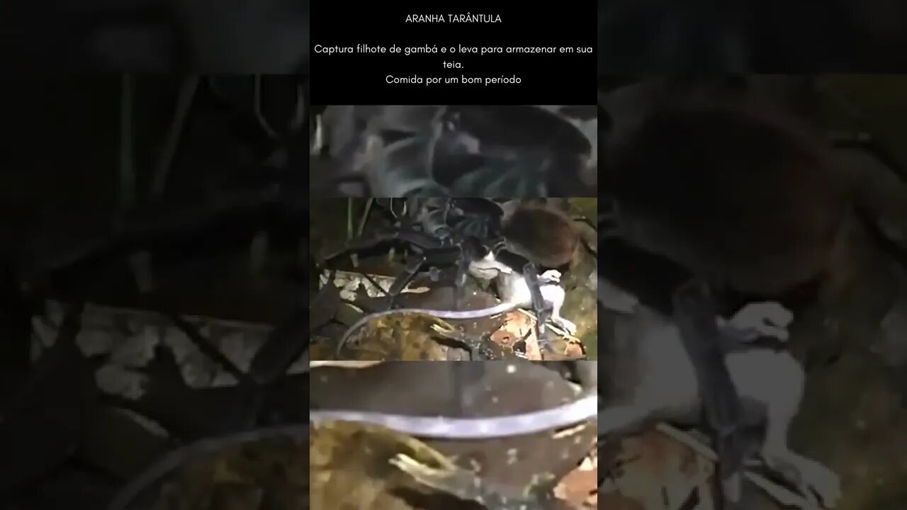 Tarantula pega um pequeno gambá