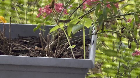 Baby Brown Anole Falls in Paradise- 10/6/2021- 4K