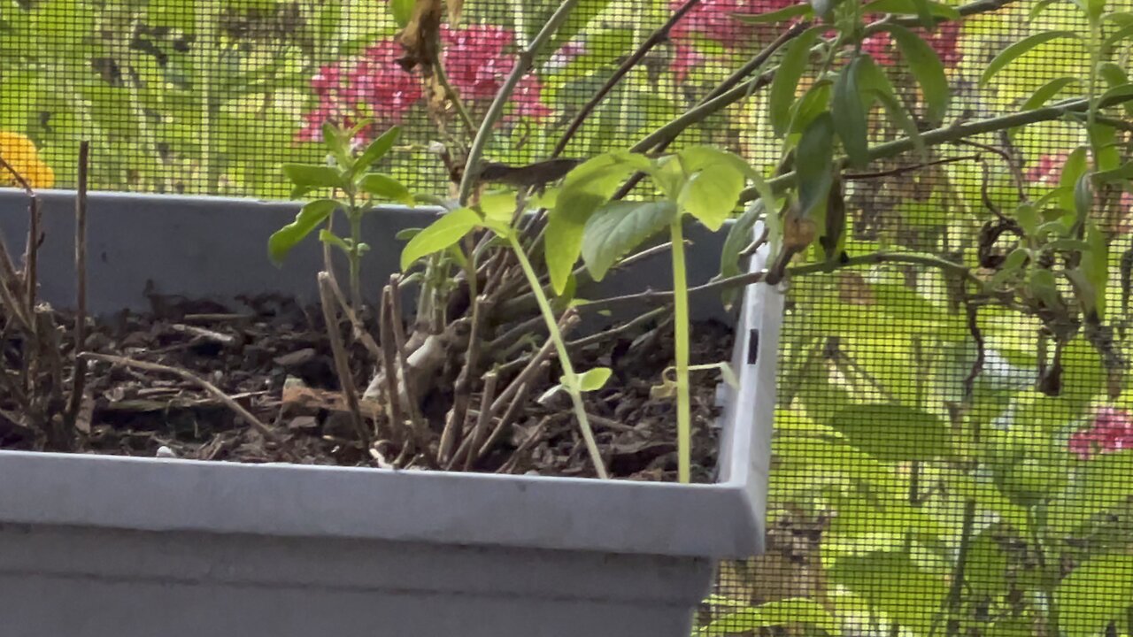 Baby Brown Anole Falls in Paradise- 10/6/2021- 4K