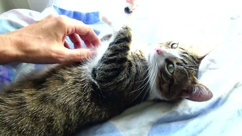 Adorable Relaxed Cat