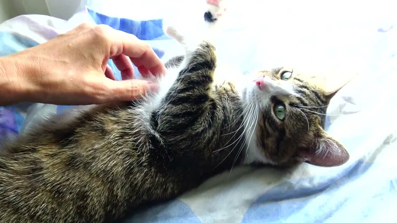 Adorable Relaxed Cat