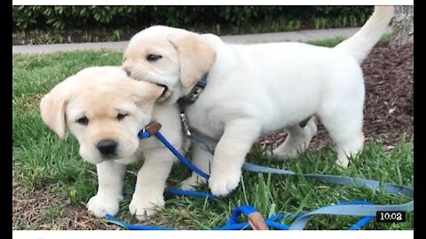 Labrador puppy learning and parforming taraning commands dog all taraning skills