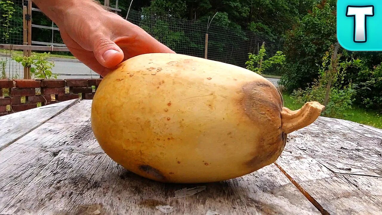 How Long Will A Spahgetti Squash Last!?