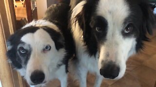 Two border collies ready to go