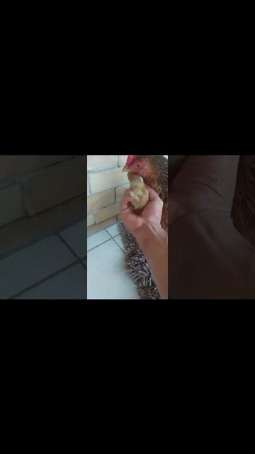 Brincado nas costas da Mãe galinha do olho azul