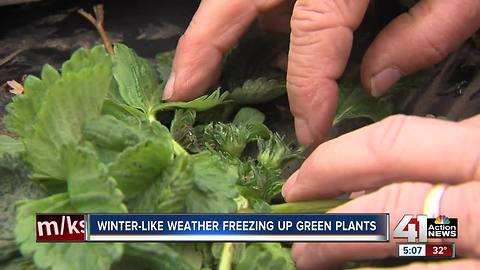 Late-hitting frost hits Lawrence strawberry farm