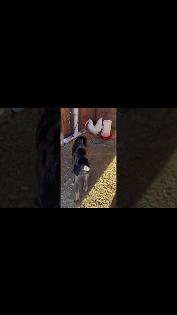 G&T701’s official bird dog, Deuce, interacting w/chickens. #shorts