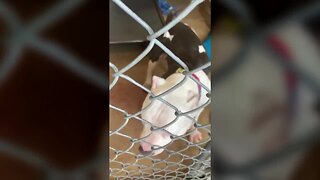 Footage shows dog going 'nuts' at Colorado animal shelter