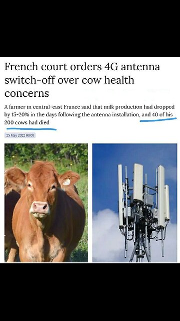 Fresh tomatoes, easily grown at home,